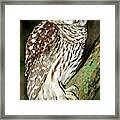 Barred Owl #26 Framed Print