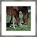 Horses #28 Framed Print