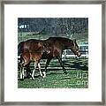 Horses #29 Framed Print