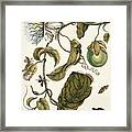 Insects Of Surinam #29 Framed Print