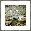 African Spurred Tortoise #3 Framed Print