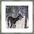 Albino And Normal White-tailed Deer Framed Print