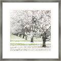Almond Orchard #3 Framed Print