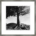 Alpine Tree #3 Framed Print