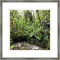 Amazon Rainforest Framed Print