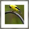 American Goldfinch #3 Framed Print