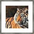 Amur Tiger #4 Framed Print