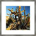 Ancient Bristlecone Pine Forest #3 Framed Print