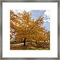 Autumn Leaves #3 Framed Print