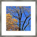 Autumn Trees #1 Framed Print