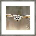 Barred Owl In Flight #5 Framed Print