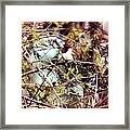 Bird In Tree #3 Framed Print