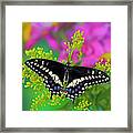 Black Swallowtail Butterfly, Papilio #3 Framed Print