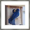 Bluebird Of Happiness #3 Framed Print