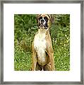 Boxer Dog #3 Framed Print
