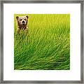 Brown Bear Cub, Lake Clark National #3 Framed Print