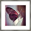 Butterfly #2 Framed Print