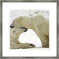 Canadian Mammals #3 Framed Print