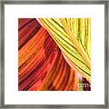 Canna Lily Named Durban #1 Framed Print