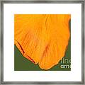 Canna Lily Named Wyoming #3 Framed Print