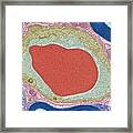 Capillary And Red Blood Cell, Tem #3 Framed Print