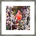 Cardinal #1 Framed Print