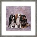 Cavalier King Charles Spaniels #3 Framed Print