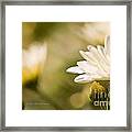 Chrysanthemum Flowers Framed Print