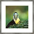 Citron-throated Toucan #3 Framed Print