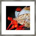 Colorful Portrait Of A Butterfly  #4 Framed Print