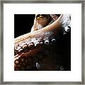 Common Octopus, Octopus Vulgaris #3 Framed Print