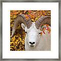 Dalls Sheep Ram In Denali Framed Print