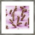 E. Coli Bacteria #3 Framed Print