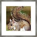 Eastern Gray Squirrel #3 Framed Print