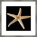 Elegant Starfish #3 Framed Print