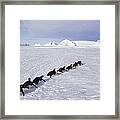 Emperor Penguins Tobogganing Antarctica #3 Framed Print