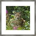 European Lynx #3 Framed Print