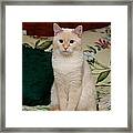 Flame Point Siamese Cat #3 Framed Print