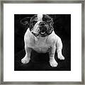 French Bulldog #3 Framed Print