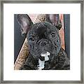 French Bulldog Puppy #3 Framed Print