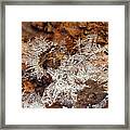 Frozen Beauty Aka Ice Is Nice Viii Framed Print