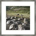 Galapagos Giant Tortoise Wallowing #3 Framed Print