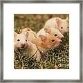 Golden Hamster Poster by Alon Meir - Fine Art America