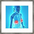 Healthy Breasts #3 Framed Print