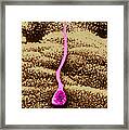 Human Sperm In Uterus #3 Framed Print