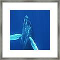 Humpback Whale Curious Calf Maui Hawaii #3 Framed Print