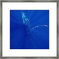 Humpback Whale  Maui Hawaii #3 Framed Print