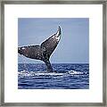 Humpback Whale Tail Lobs Maui Hawaii #3 Framed Print