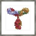 Immunoglobulin G Antibody Molecule #3 Framed Print