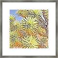 Joshua Tree-nineteenth Of July #4 Framed Print